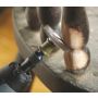 DREMEL TARCZA ŚCIERNA GR. 36 SPEED CLIC - 3