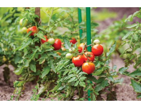 TYCZKA OGRODOWA STALOWA 11mm x120cm /10szt. - 4