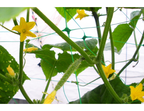 SIATKA PODPORA DO ROŚLIN PNĄCYCH PLANT NET 2x10m - 5